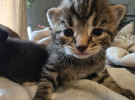 3 beautiful kittens looking for their homes