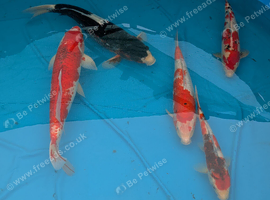Koi for sale