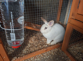 Rabbits