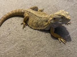 Bearded dragon