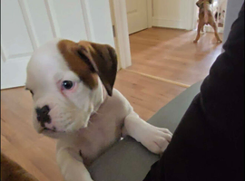 Beautiful Boxer Puppy Seeking Her Forever Home