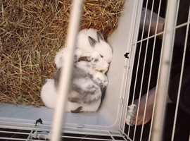 Rabbits