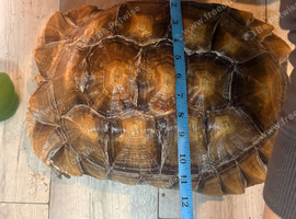African sulcutta