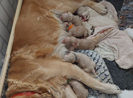 Pups due in 8 days