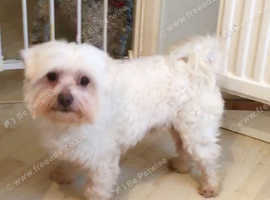 Maltese terrier at stud. KC registered.