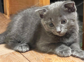 Scottish fold kittens