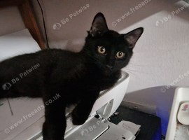 Kittens for rehoming