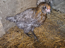 Smeraucana young hen for sale