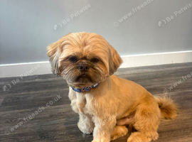 Shih tzu stud