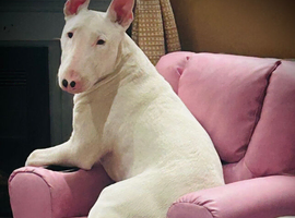 English bull terrier