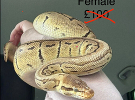 Royal Pythons