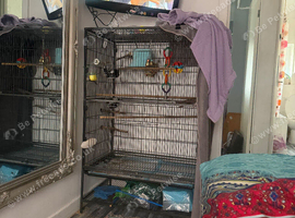 Here I have a x large bird cage