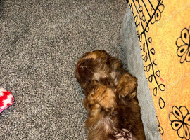 Shih tuz