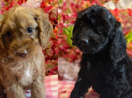 F1 small mini cockapoos various colours 30 dna health tested clear