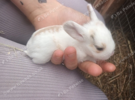 Babies resdy In October