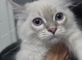 1 persain kittens  boy left