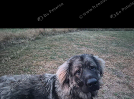 Caucasian 13 months