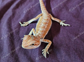 Bearded dragon baby ( Rescue )