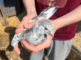 Grizzle and White Grizzle - Ukranian Sky Cutter x Roller x White Homing Pigeon
