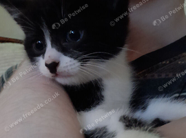Boy kitten tuxedo. Black and white