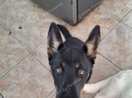 husky  x german shepherd