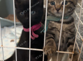 Kittens. Ready now