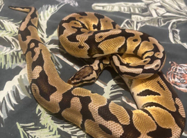 Royal pythons looking for homes