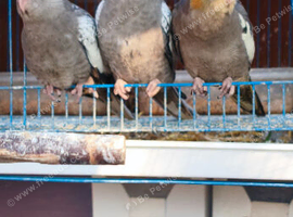 Three young cockatiels for sale in Maidstone