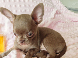 Tiny Stunningly Beautiful Solid Lilac Chihuahua Girl