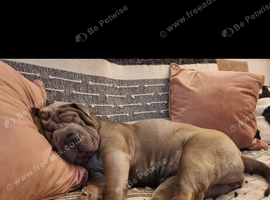 Shar pei