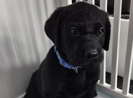 Beautiful KC Labrador Puppies