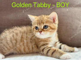Golden BSH