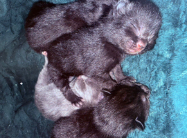4 Beautiful mix breed kittens