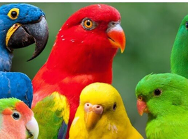 Kind lady willing to take on any unwanted parrots