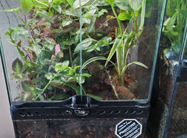 Fully planted vivarium ready to go