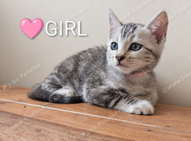 Gorgeous Pedigree TICA Registered Bengal Kittens | Health Tested Parents