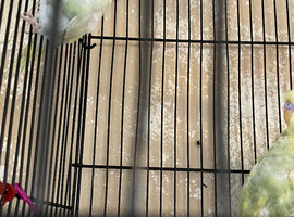 Beautiful baby budgies
