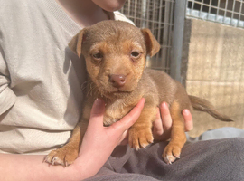 Jack Russell puppies (miniature)