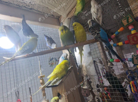 Budgies
