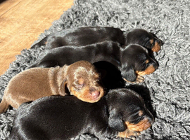 4 gorgeous miniature dachshund puppies