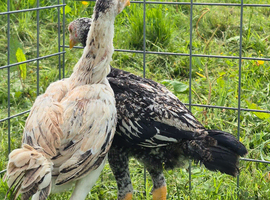 Aseel pullets