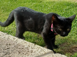 Cute 12 Week Old Female Kitten Looking For A New Home