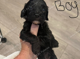 Beautiful F2 Cockapoo Puppies