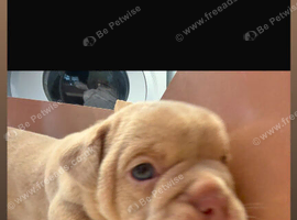 Old English bulldog / frenchie