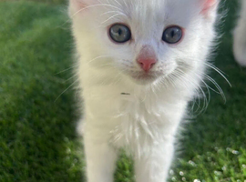 Beautiful white female kitten!