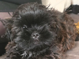 Shih Tzu boy, ready to leave now