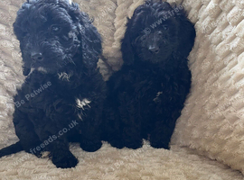Cockapoo x poodle puppies