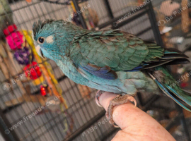 Kakariki - Hand tamed - Baby Kakariki - Ready now - Kaks - Kakarikis