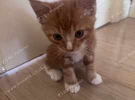 Absolutely Adorable Long-Haired Ginger Tabby Boy &ndash; Ready 8th July