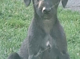 5 Beautiful Bedlington Whippet Puppies for Sale